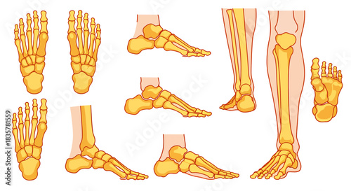Detailed vector illustration showcasing a set of human foot bones and joints, presented in various views for educational and medical purposes, highlighting anatomical structures and skeletal details.