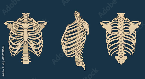 Detailed vector illustrations showcase a set of human skeletal structures, including the rib cage and spine, depicted in various perspectives against a dark blue background.