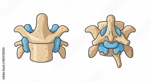 Detailed vector illustration showcasing a human lumbar vertebra with intervertebral discs, perfect for anatomical and medical educational resources.