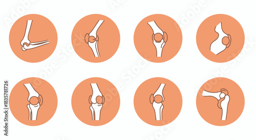 Detailed vector illustration showcasing a set of human joints and bones, providing an anatomical view ideal for medical, educational, and healthcare-related designs.
