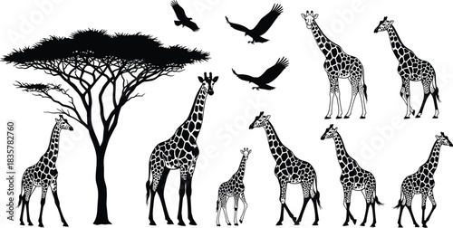 Set of black vector silhouettes featuring seven giraffes of various sizes, an acacia tree, and three flying eagles, illustrating African savannah wildlife, nature, and 