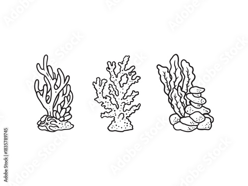 hand drawn coral algae vintage illustrations black and white
