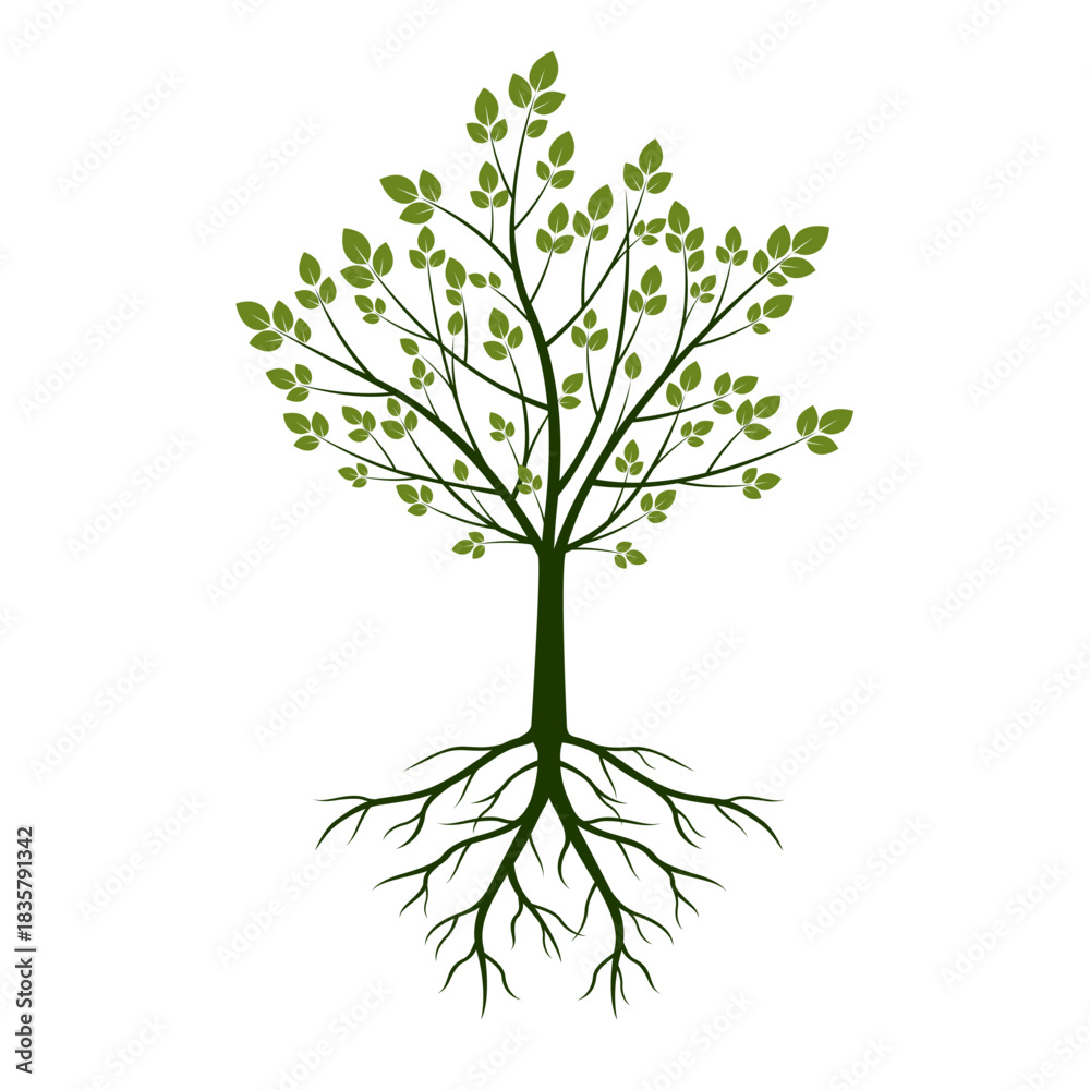 Obraz premium Green Tree with Leaves and Roots. Vector outline Illustration. Plant in Garden.