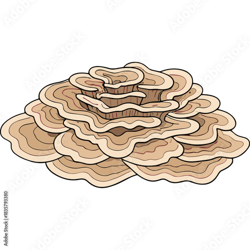 Natural Fungi Cluster with Concentric Layers of Creamy Brown and Reddish Brown Hues Detailed Illustration Against a Black Background