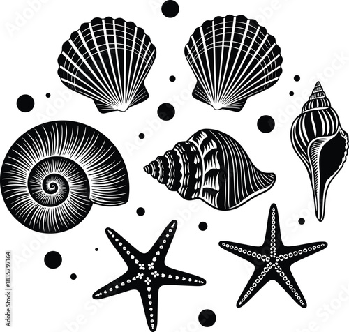 Black and white graphic illustration of assorted seashells and starfishes nautilus conch