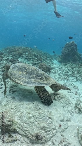 Turtle video in a Lombok Sea.