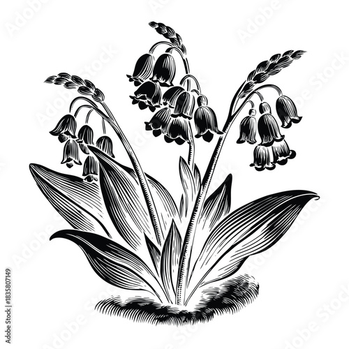 Vector design of bluebell flowers with delicate petals stems leaves and elegant composition