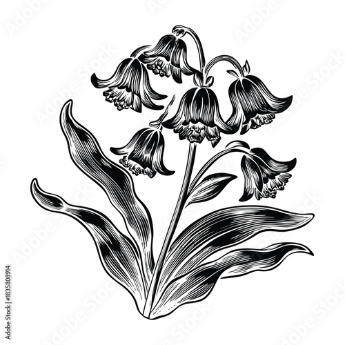 Realistic vector illustration of bluebell flowers for greeting cards invitations and wall art