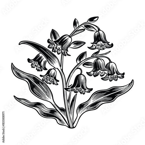 Hand drawn botanical vector of bluebell flowers with intricate petals soft shadows and highlights