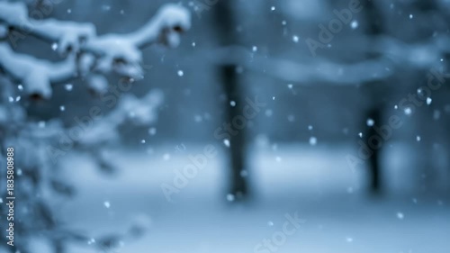 Wallpaper Mural Gentle Snowfall in Snowy Forest Blue Winter Atmosphere Footage Torontodigital.ca
