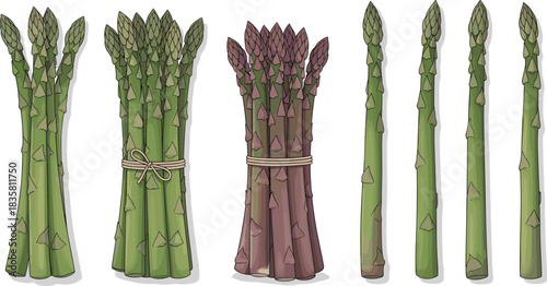 Green and purple asparagus bundles and spears — realistic vegetable illustration for culinary, botanical, and agricultural-themed designs