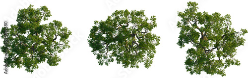 Fotografia Sophora japonica tree plan, top view, cutout, transparent background, isolate, V