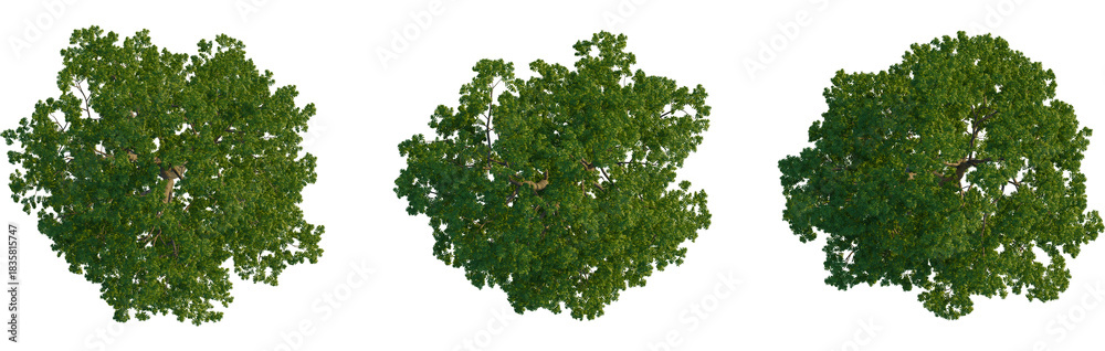 Obraz premium Carya illinoinensis tree plan, top view, cutout, transparent background, isolate, Stunning aerial view showcases lush green tree canopy against black background