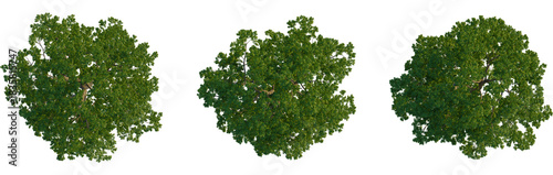 Carya illinoinensis tree plan, top view, cutout, transparent background, isolate, Stunning aerial view showcases lush green tree canopy against black background
