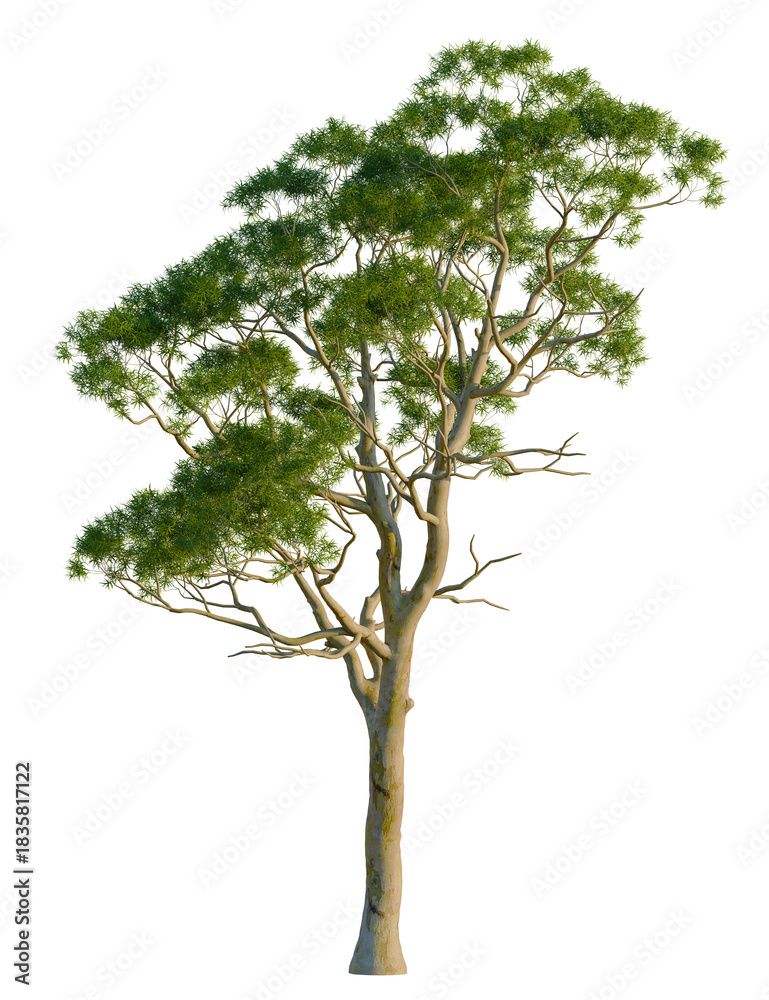 Obraz premium Eucalyptus camaldulensis tree, front view, cutout, transparent background, isolate, Majestic eucalyptus tree with vibrant green leaves against black background