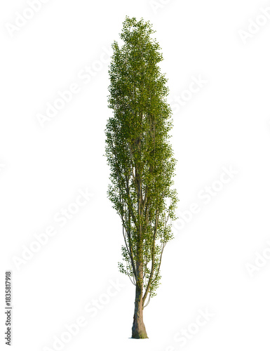 Foto Populus nigra tree, front view, cutout, transparent background, isolate, Majesti