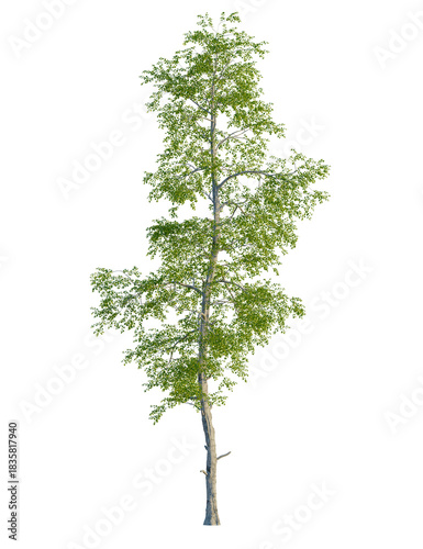 Slika na platnu Betula populifolia tree, front view, cutout, transparent background, isolate, Ma
