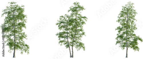 Betula populifolia tree, front view, cutout, transparent background, isolate, Beautiful silver birch tree with lush green leaves against black backdrop