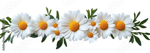 Row of white daisy flowers with bright yellow centers and green leaves arranged horizontally on white background