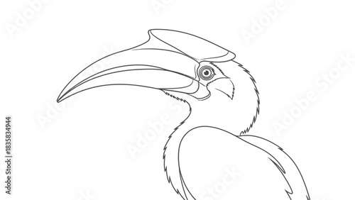 Graceful hornbill illustration for creative coloring books and educational materials about vibrant wildlife and birding adventures with artistic flair