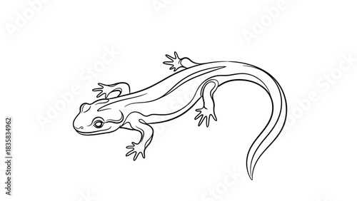 Sleek salamander line art for a coloring book page or educational materials, simple design with clear outlines perfect for kids and nature lovers