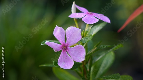 purple flower in the garden