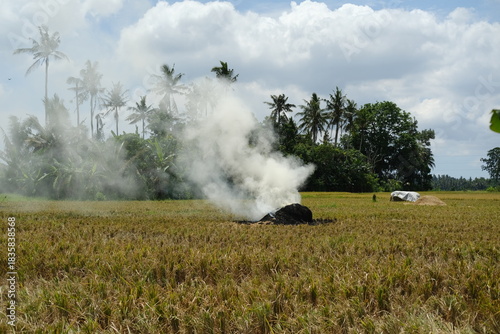 Smoldering Dry Straw Stacks with Thick Smoke on Yellow Rice Field and Palm Trees