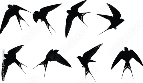 Different Poses and Angles of Hirundinidae with Split Tails Collection