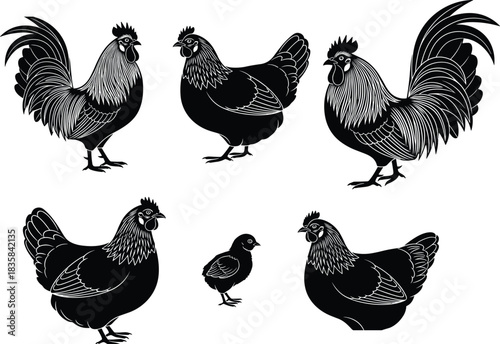 Poultry Vector Illustrations Featuring Roosters, Hens, and Baby Chick Black Silhouettes for Agriculture Logos