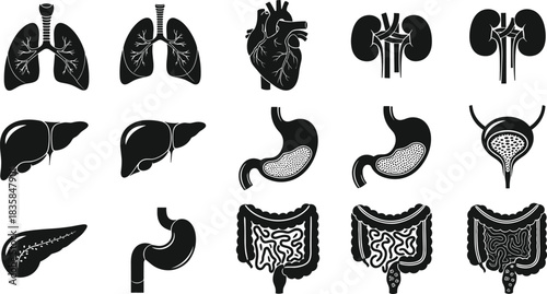 Black and white human internal organs illustration, medical anatomy drawing, lungs, heart, liver, kidneys, stomach, bladder, pancreas, intestine diagram