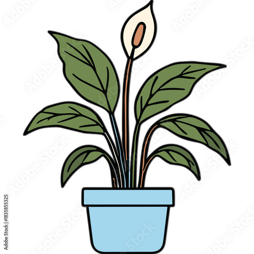 Stylized Peace Lily Plant with White Flower and Green Leaves in a Light Blue Pot Isolated on a White Background Simple Illustration with Outline Detail