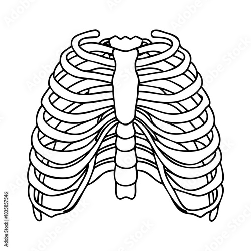 One line drawing of human rib cage, sternum, clavicle, and thoracic spine. minimalist medical anatomy illustration, isolated for health designs.