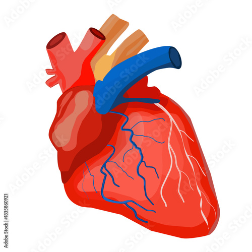 human heart anatomy, A detailed anatomical illustration of the human heart with arteries and veins on a white background.