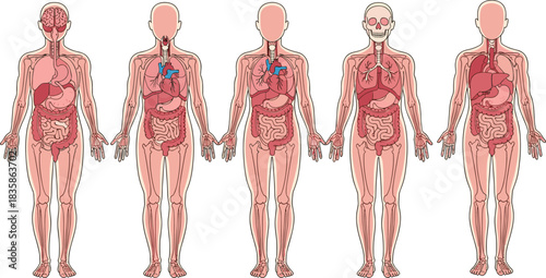 Five Human Body Systems Diagrams: Internal Organ Anatomy, Skeletal Structure, Brain, Cardiovascular, and Digestive System, Medical Education Vector Illustration