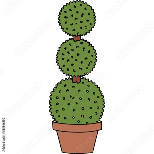 Topiary Plant With Three Spherical Green Bushes Stacked Vertically In A Terracotta Pot Isolated On White Background