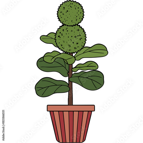 Topiary Tree With Spherical Crown And Large Green Leaves In A Striped Terracotta Pot On A Black Background