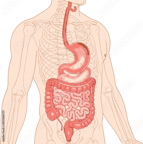 Here is a title and a comprehensive list of keywords for your Adobe Stock vector illustration of the human digestive system, focusing on internal anatomy and health for SEO.