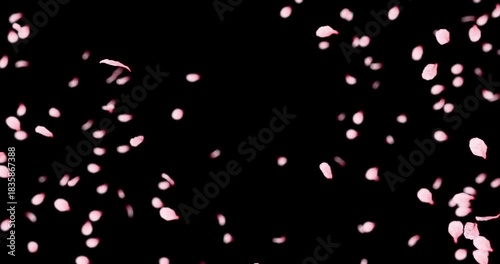 Cherry blossom petals sway in the wind. Isolated on black background. 4K 3D rendering loop animation.