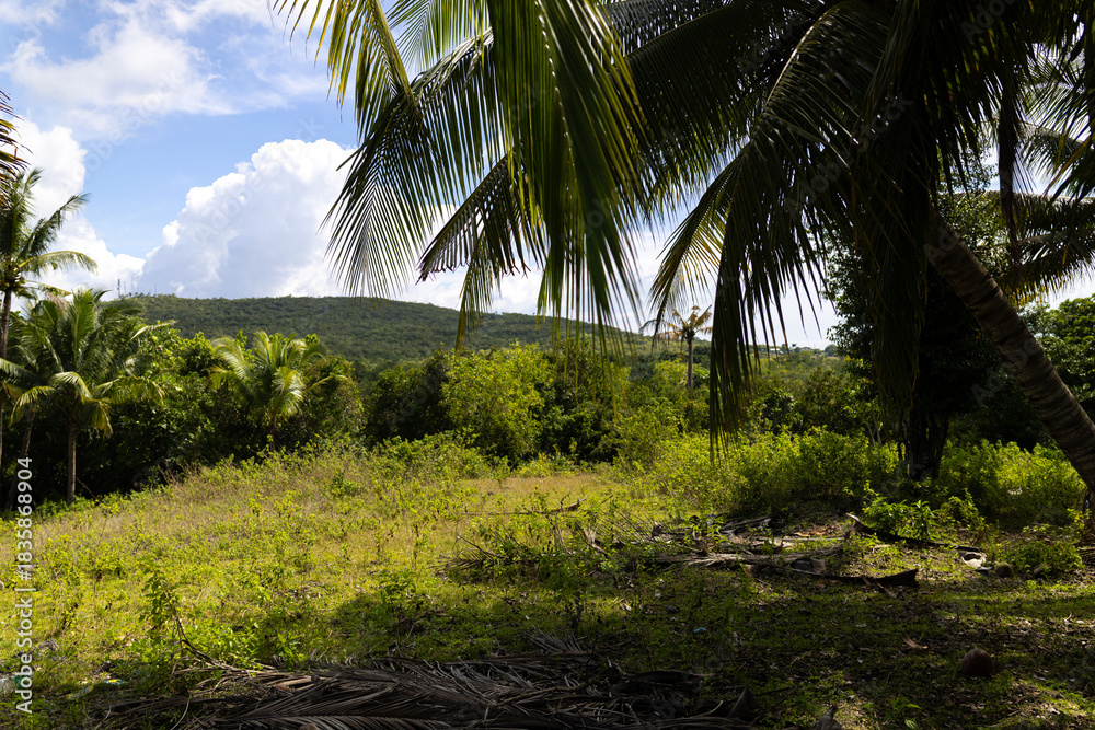 Naklejka premium palm trees in the morning