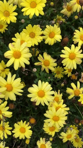 yellow chrysanthemum flowers
