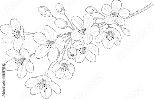 桜の線画