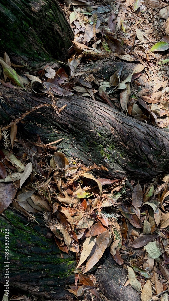 Naklejka premium Old tree trunk with the fallen leaves in the city park