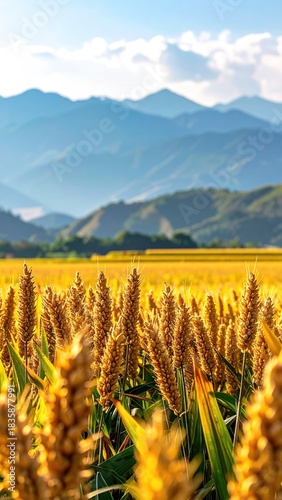 Wheat field & misty mountain range