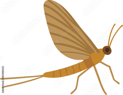 Golden mayfly with long tails