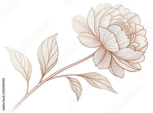 Elegant monochromatic contour drawing of a beautiful blooming peony flower and delicate skeletal leaves on a white background