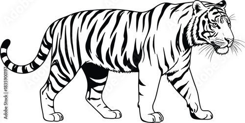 Black and White Silhouette of a Walking Tiger with Stripes and Detailed Features Keywords: tiger, big cat, feline, animal