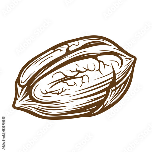 Detailed brown cocoa pod vector illustration with a sketch vintage aesthetic isolated