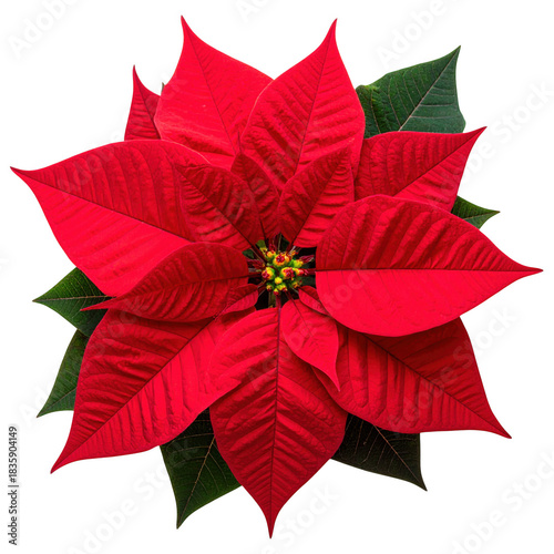 Red poinsettia christmas flower top view isolated on white and transparent background