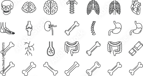 Human skeleton, anatomy, and internal organ line icons set. Medical education, biology, bone structure, and health vector elements.