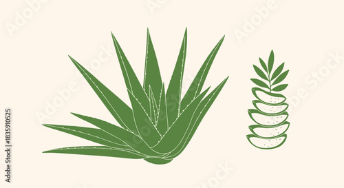 Simple artistic illustration showcasing a complete aloe vera plant next to neatly stacked slices of its beneficial leaves, perfect for wellness themes.
